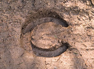 Shrinking soil