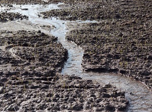Washed out soil