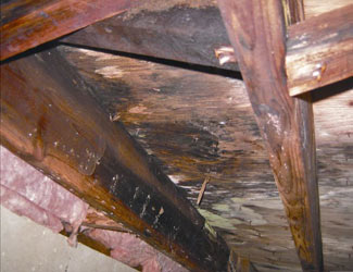 mold and rot in a Chattanooga crawl space