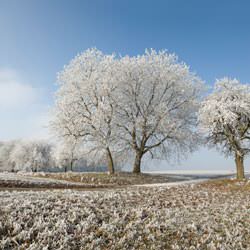 Frost covering trees and a grassy field in Fort Oglethorpe